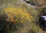 Helichrysum buchananii