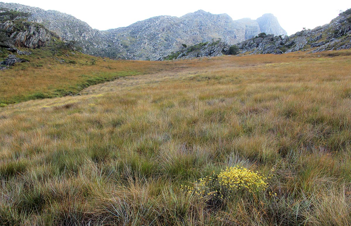 Helichrysum buchananii