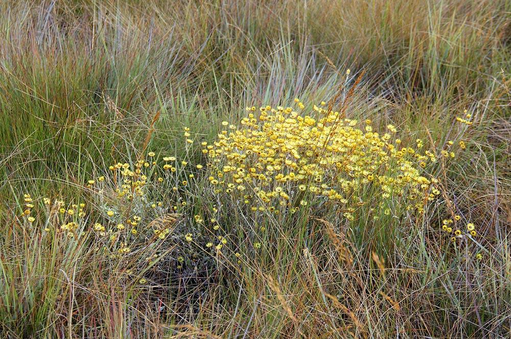 Helichrysum buchananii