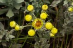 Helichrysum buchananii