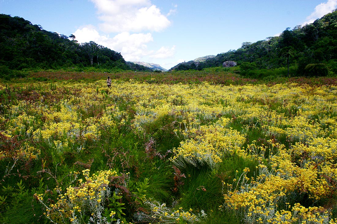 Helichrysum buchananii