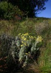 Helichrysum buchananii