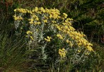 Helichrysum buchananii