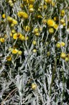 Helichrysum buchananii