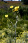 Helichrysum buchananii