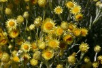 Helichrysum buchananii