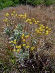 Helichrysum buchananii