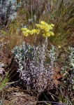 Helichrysum buchananii