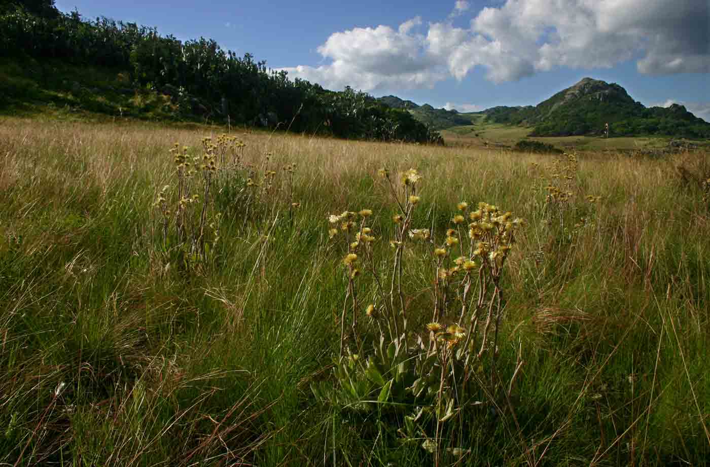 Helichrysum nitens subsp. nitens