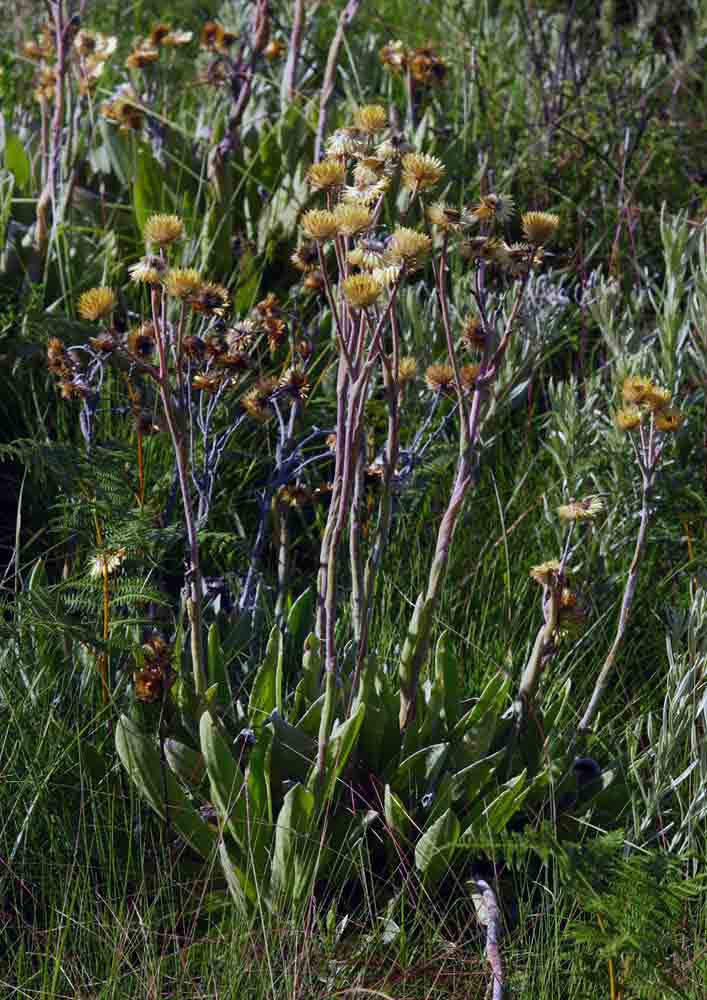 Helichrysum nitens subsp. nitens