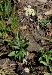 Helichrysum nudifolium var. nudifolium