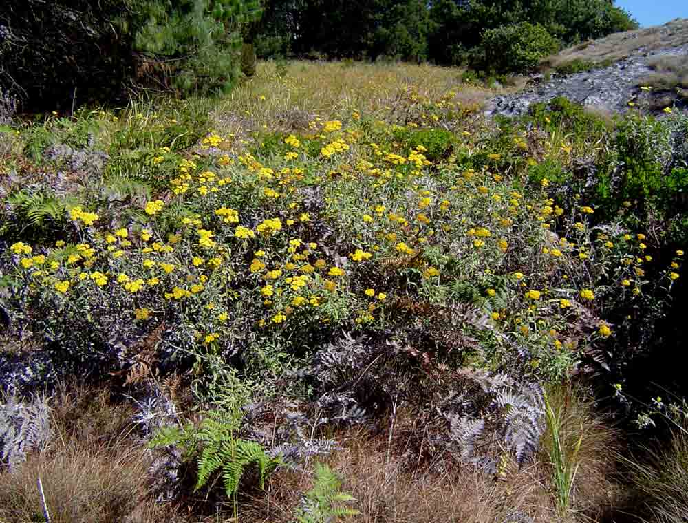 Helichrysum odoratissimum