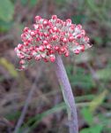 Helichrysum nudifolium var. oxyphyllum