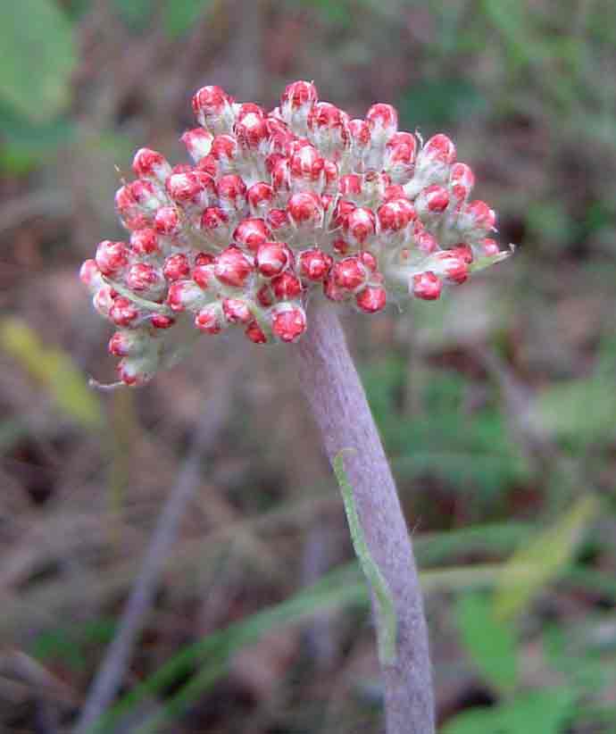 Helichrysum nudifolium var. oxyphyllum