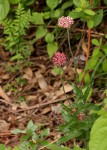 Helichrysum nudifolium var. oxyphyllum