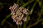 Helichrysum nudifolium var. oxyphyllum