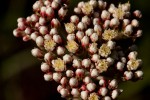 Helichrysum nudifolium var. oxyphyllum