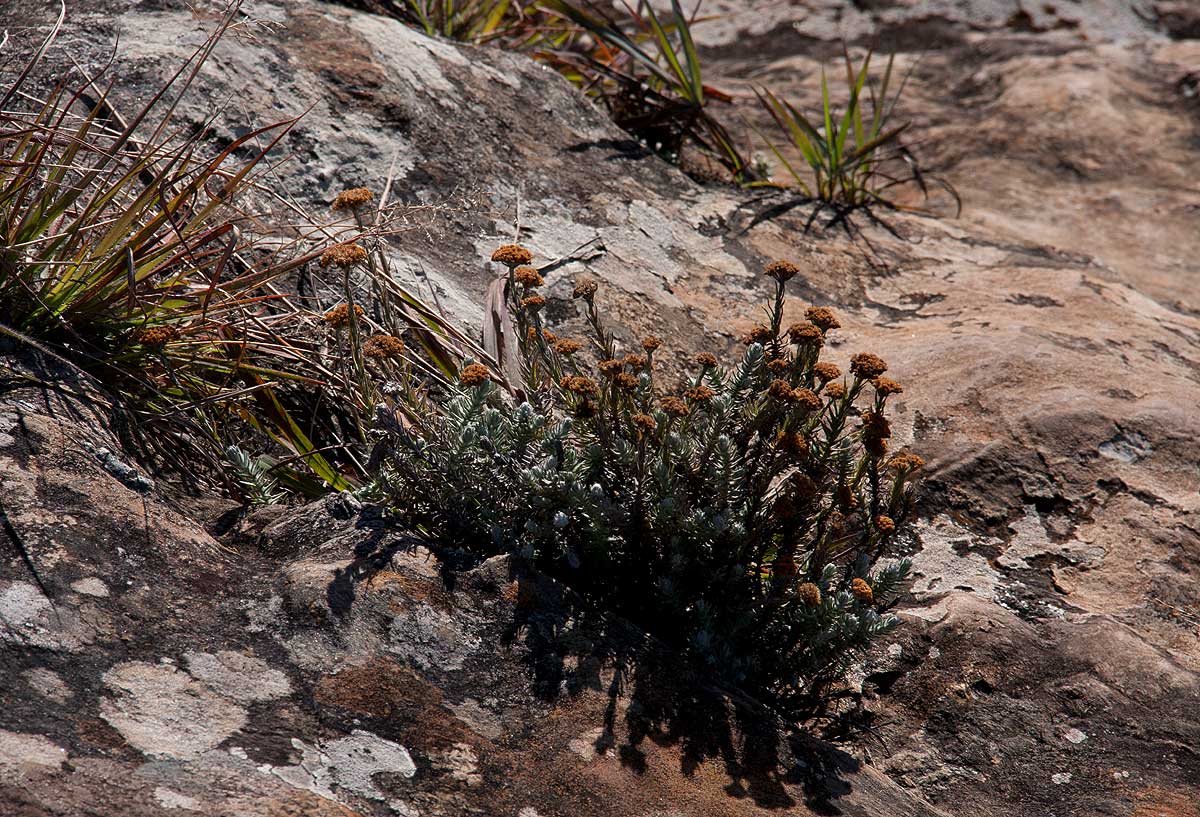 Helichrysum moorei