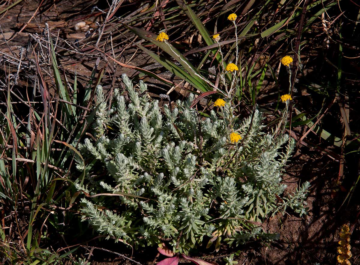 Helichrysum moorei