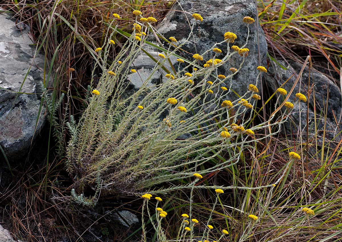 Helichrysum moorei