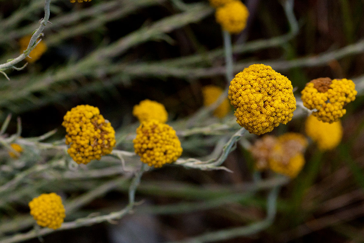 Helichrysum moorei