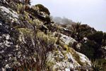 Helichrysum africanum