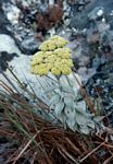 Helichrysum africanum