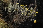 Helichrysum africanum