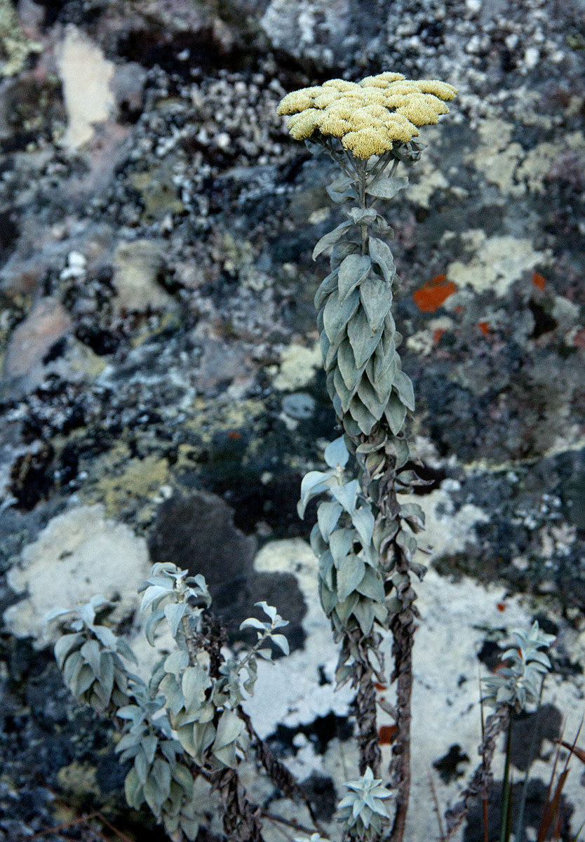 Helichrysum africanum