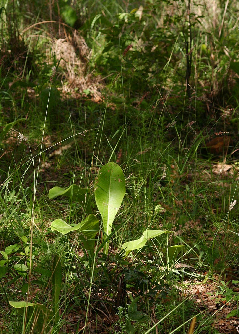 Inula glomerata