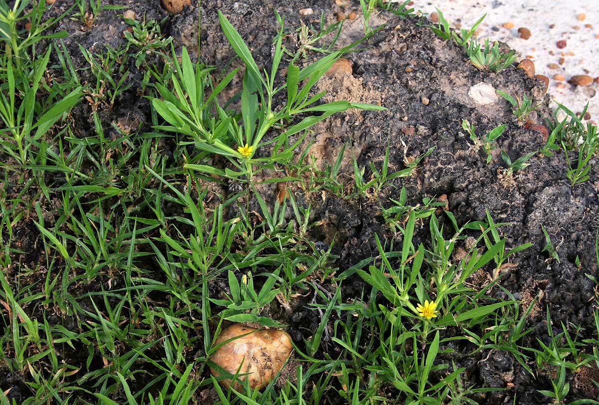 Geigeria africana subsp. ornativa