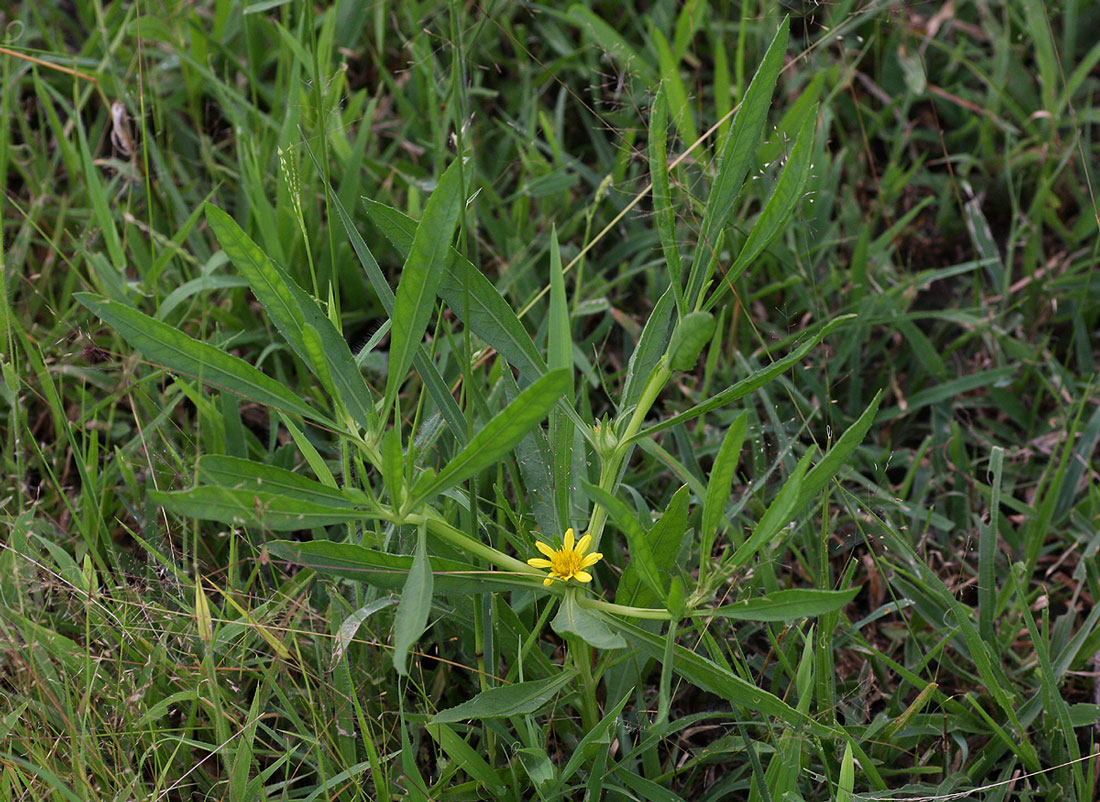 Geigeria africana subsp. ornativa