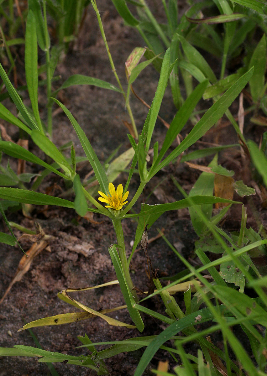 Geigeria africana subsp. ornativa