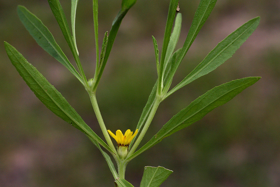 Geigeria africana subsp. ornativa