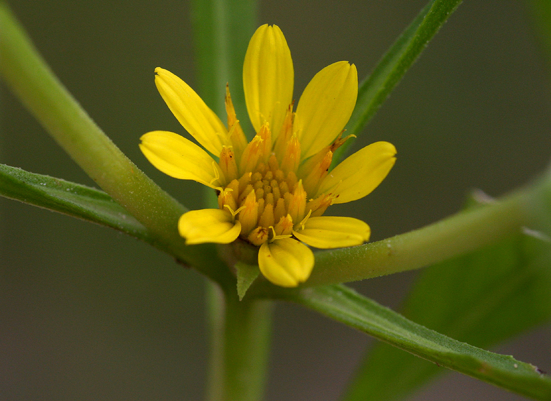 Geigeria africana subsp. ornativa