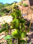 Xanthium strumarium