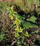 Xanthium strumarium