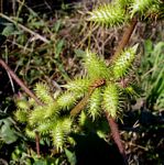 Xanthium strumarium