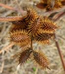 Xanthium strumarium