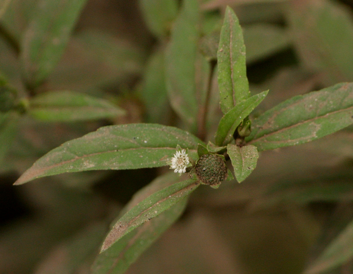 Eclipta prostrata