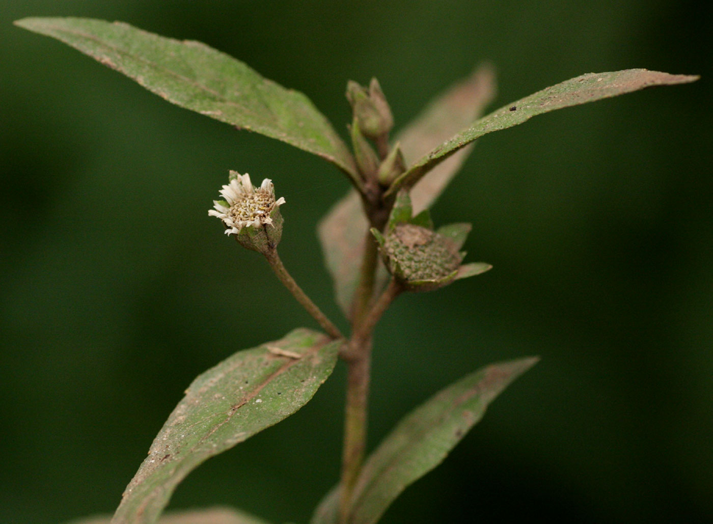 Eclipta prostrata