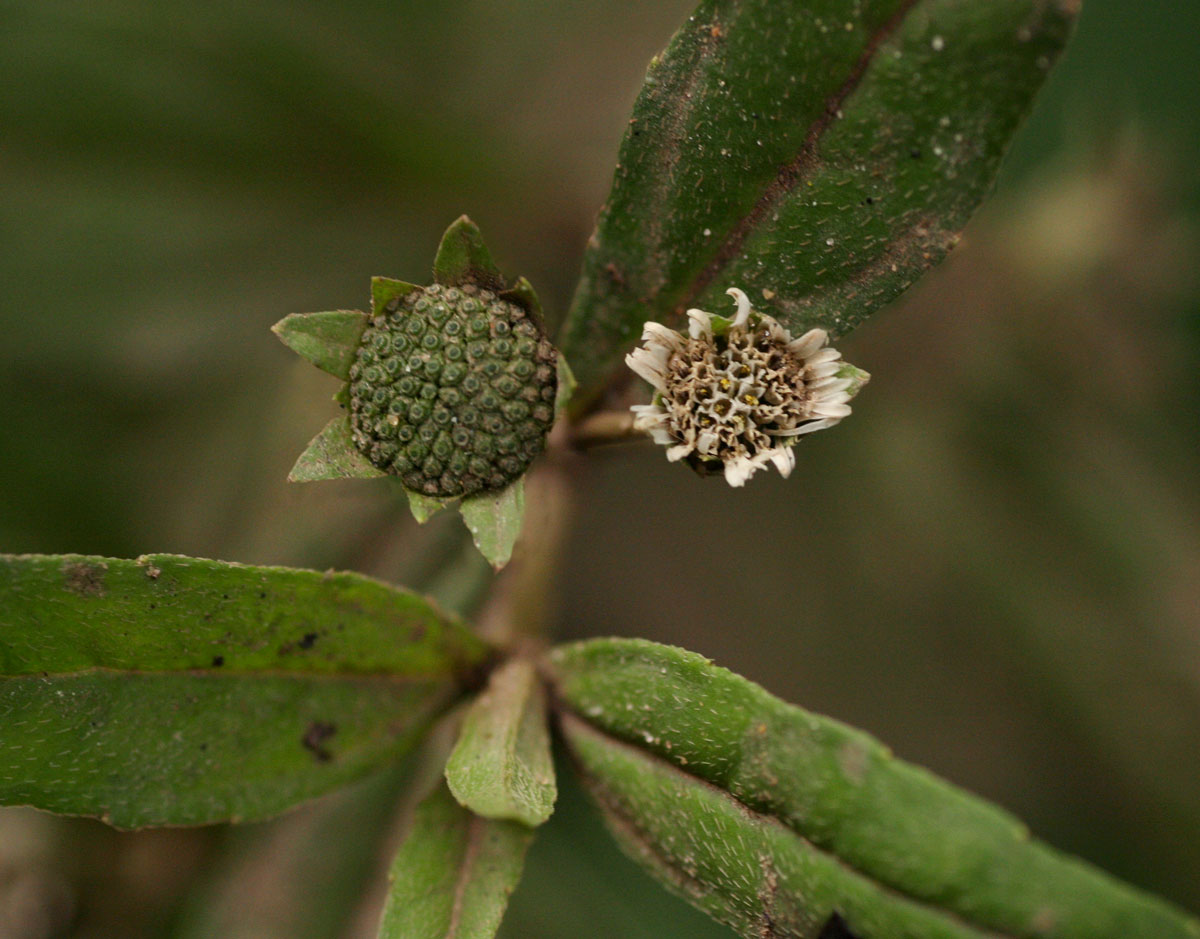 Eclipta prostrata