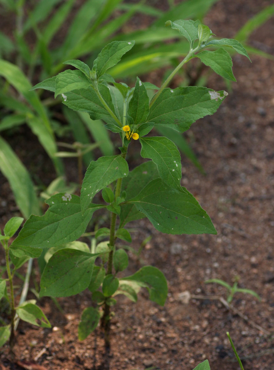 Sclerocarpus africanus