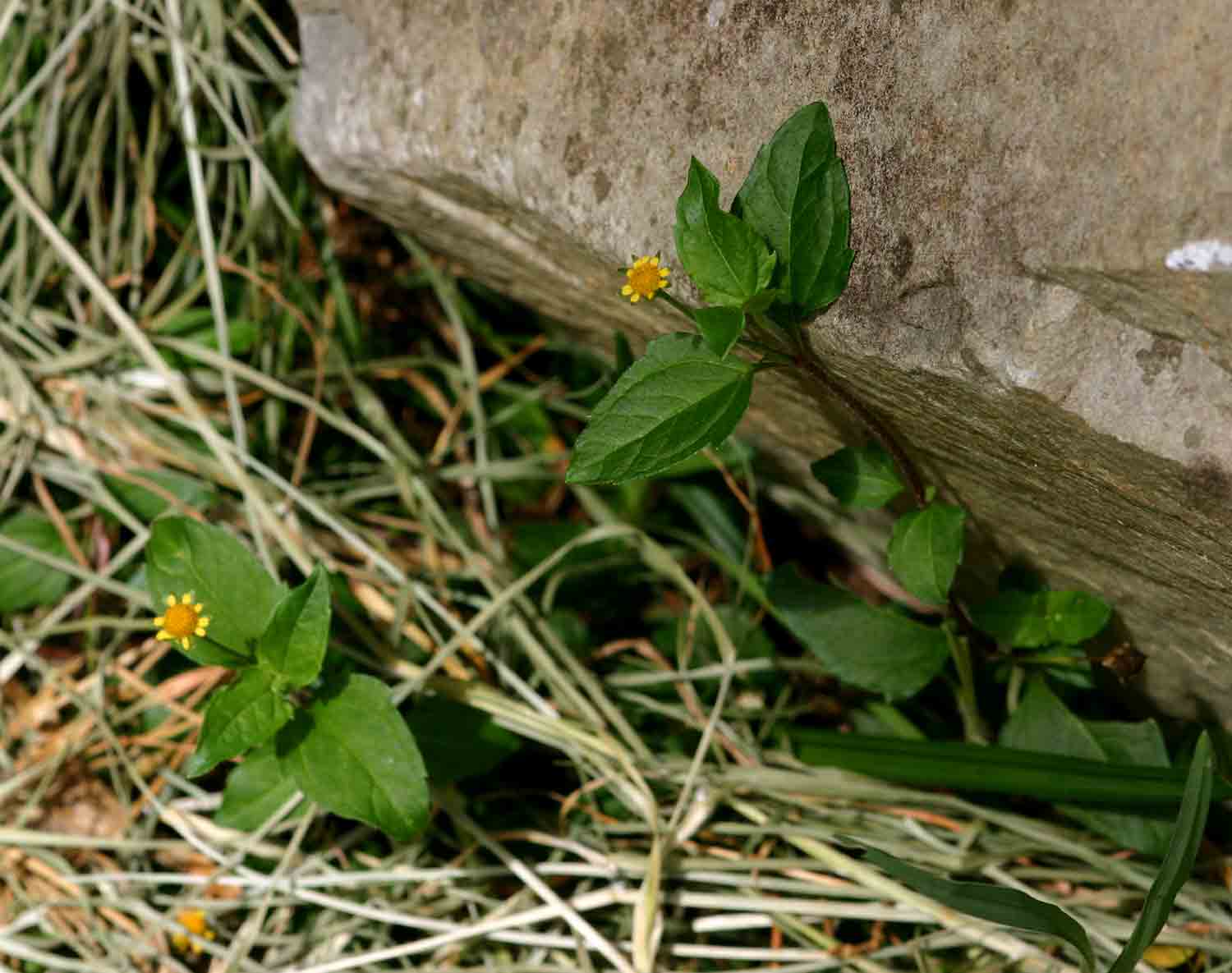 Spilanthes mauritiana