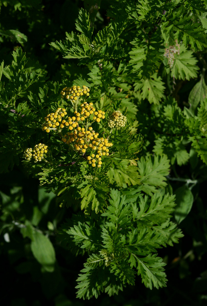 Schistostephium oxylobum