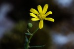 Senecio aetfatensis