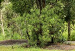 Senecio barbertonicus