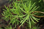 Senecio barbertonicus