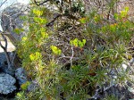 Senecio barbertonicus