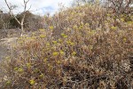 Senecio barbertonicus